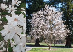 Magnolia loebneri merrill / Fehér liliomfa